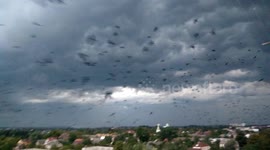 Hundred of crows fly in the sky, blowing by the storm