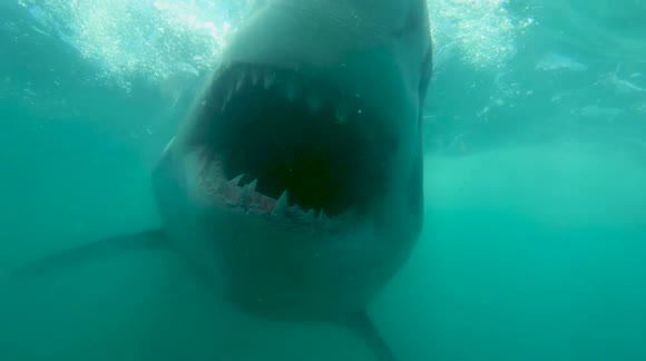 Watch a great white shark appear out of murky water and LUNGE at diver's camera
