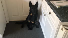 Pup refuses to swap stolen socks for food
