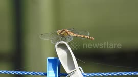Dragonfly close up in the garden