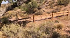 Roadrunner bird in the wild