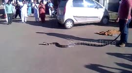 Man rescues colossal cobra from busy south Indian village