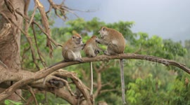Father and mother of monkeys who love their children