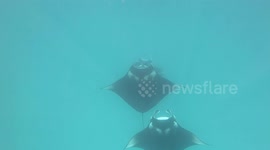 Snorkeling with manta rays in the wild is one of the world's great wildlife experience