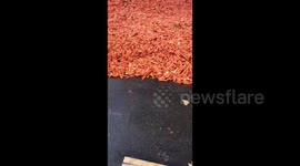 UK: Tons Of Carrots Dumped On Goldsmiths, University Of London As Part Of Art Exhibit