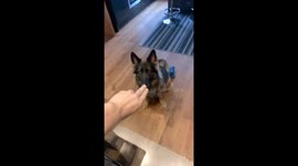 Teaching To Play Dead