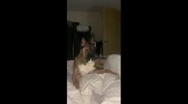 Malinois Reacting to Sounds
