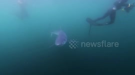 Swimming with sharks in Cornwall