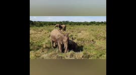 Baby elephant plays with parent while having mud bath in Kenya
