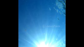 Jellyfish  get suck by a bubble ring and make it spin