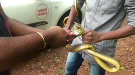 Indian wildlife rescuers free snake from beer can
