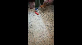 Malo Kitty Fun Time With Owner