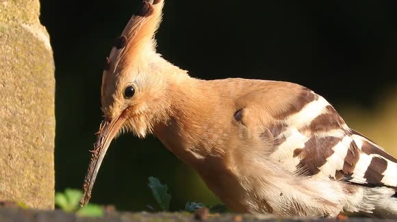 Rare Hoopoe sighted in a Yorkshire village