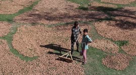 Walnut growers in Kashmir expect profits as weather favours crops