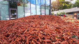 29 tonnes of carrots dumped on London university campus for 'art installation'