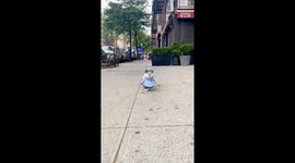 Cute Dog Acting As Essential Empawyee