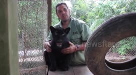 Despite COVID, this inspirational Guatemala NGO works to protect black panthers and other endangered animals