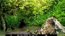 bear sits in pond