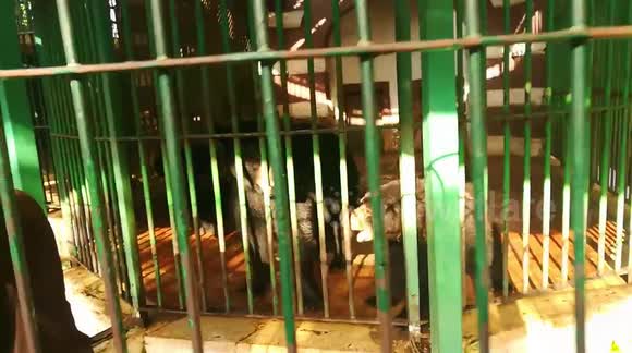 Triplets Black Bears Kept In Adjusted Cages To Keep Them Cold