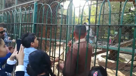Boys Feeding Hungry Grivet Monkey In Zoo
