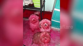 Naughty puppies turn pink after playing with owner's cosmetic