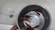 temp