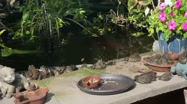 Frogs enjoy peace of garden pond until owner scares them