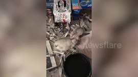 Pet rats enjoy sweet moment together in Cleveland, Ohio