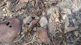 ant vs bee fight club ep 2