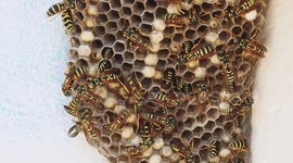 Close up of a wasp nest, busy busy, AMAZING!