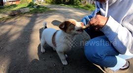 Cute Village Puppies