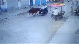 Watch - Cow attacked 3 people on bike and create havoc the area in Tonk