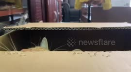 Cat bites cardboard box with his fangs