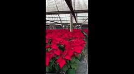 A stroll thru the greenhouse at Christmas time!