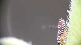 Bug fires balls of water in the air from its backside