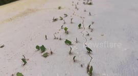 Army of leaf cutter ants carry leaves to their nest