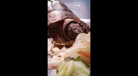 ASMR tortoise eating