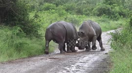 Two bull rhinos seen fighting in brutal horned duel in South Africa