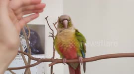 Bird leans in for a hug with my hand
