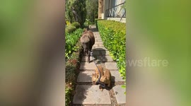 A pair of dogs are filmed taking their owner's horse for a WALK