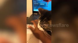 Watch as this naughty cat makes online classes impossible for her owner, biting her every time she reaches for her laptop