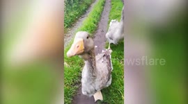 A bachelor has purchased two pet geese to keep him company over lockdown - which he puts in nappies and takes to the pub