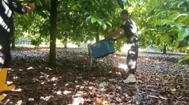 Huge king cobra puts up a fight when snake catchers try to stuff it into box