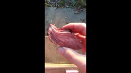 Watch this rare 'beefsteak' mushroom appear to bleed from its 'meat-like' flesh