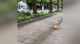 Hyper-realistic robot piglet balances on ball in Japan