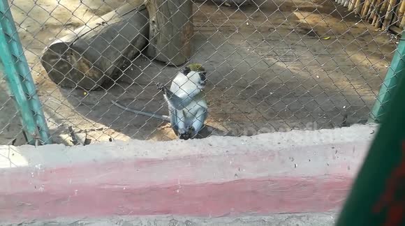 Grivet Monkey Family Inside Giza Zoo
