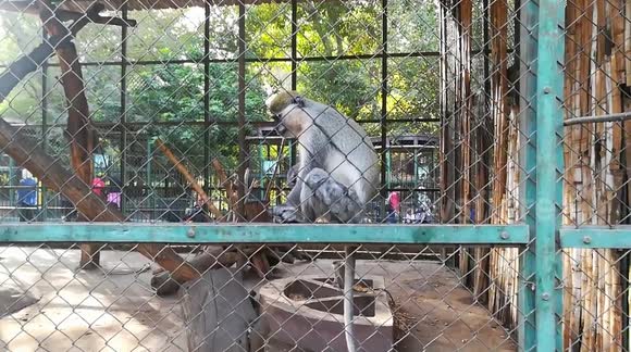 Grivet Monkey Picking Up Visitors Snacks