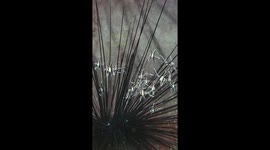 Baby banggai cardinalfish schooling inside a longspine sea urchin