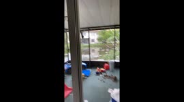 Funny Cat Hanging From The Screen