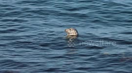 Seal swimming in sea (Isles of Scilly), head popping out.